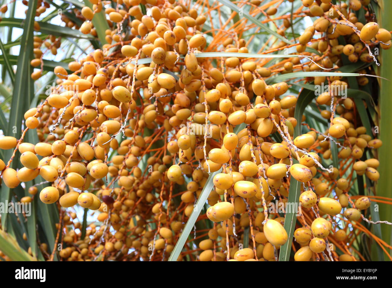 Butia Capitata oder auch bekannt als Pindo Palme Früchte am Baum Stockfoto