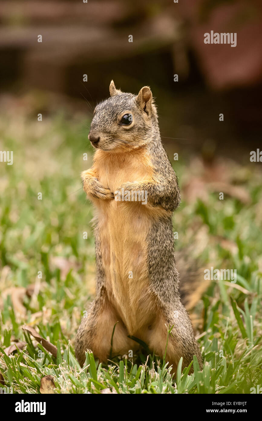 Östlichen Fuchs, Eichhörnchen stehend auf der Suche nach sehr zuversichtlich, in einem Hof in Houston, Texas, USA Stockfoto