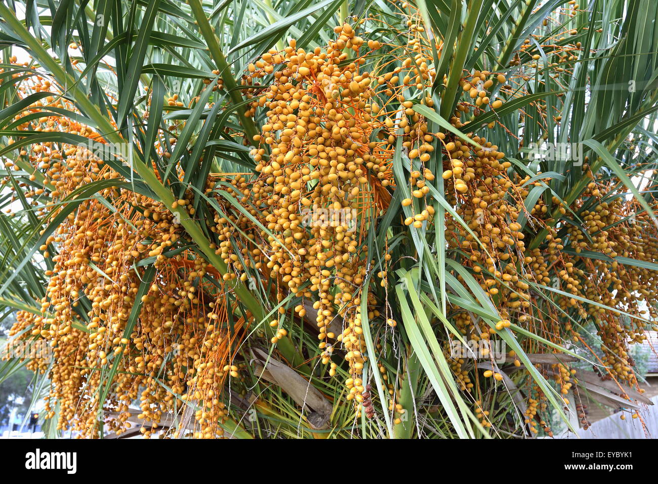 Palm with yellow fruits Fotos und Bildmaterial in hoher Auflösung Alamy