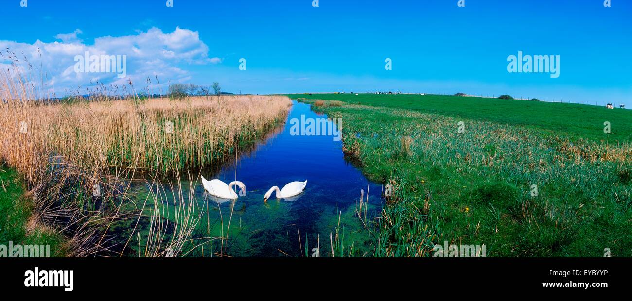 Schwäne am Moor, in der Nähe von Newcastle, Co Wicklow, Irland Stockfoto