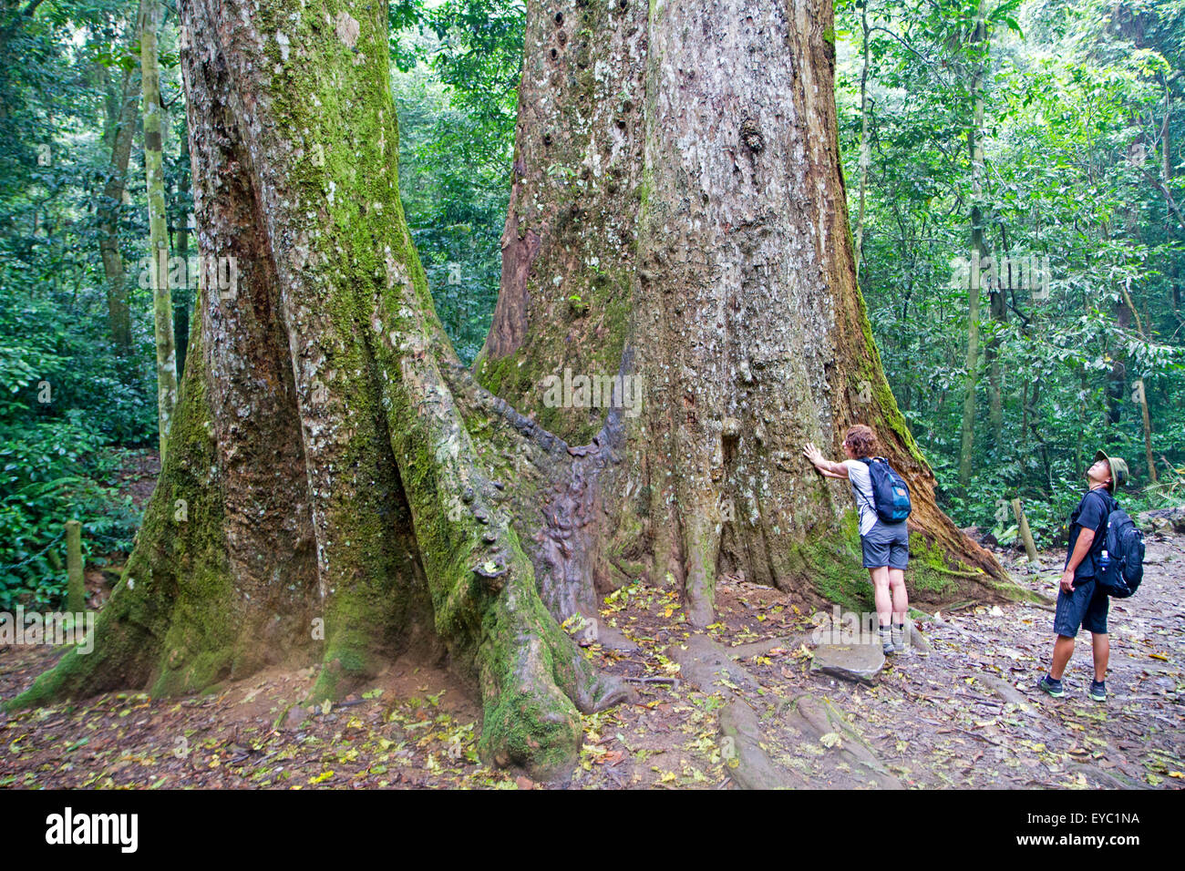Die tausend Jahre alten Baum im Cuc Phuong Nationalpark Stockfoto
