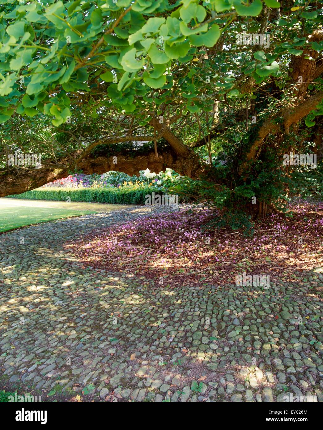 Ginko Baum im ummauerten Garten, Mount Congreve, Co Waterford, Irland Stockfoto