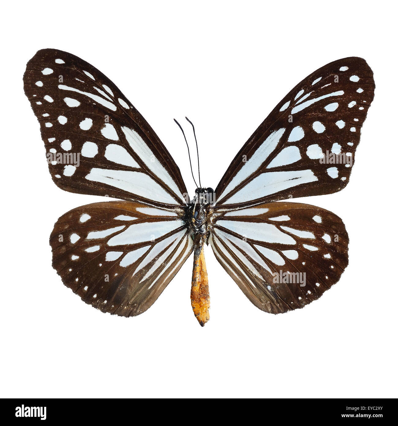 Blaue und braune Schmetterling, Tawny MIME-Schmetterling, isoliert auf weißem Hintergrund Stockfoto