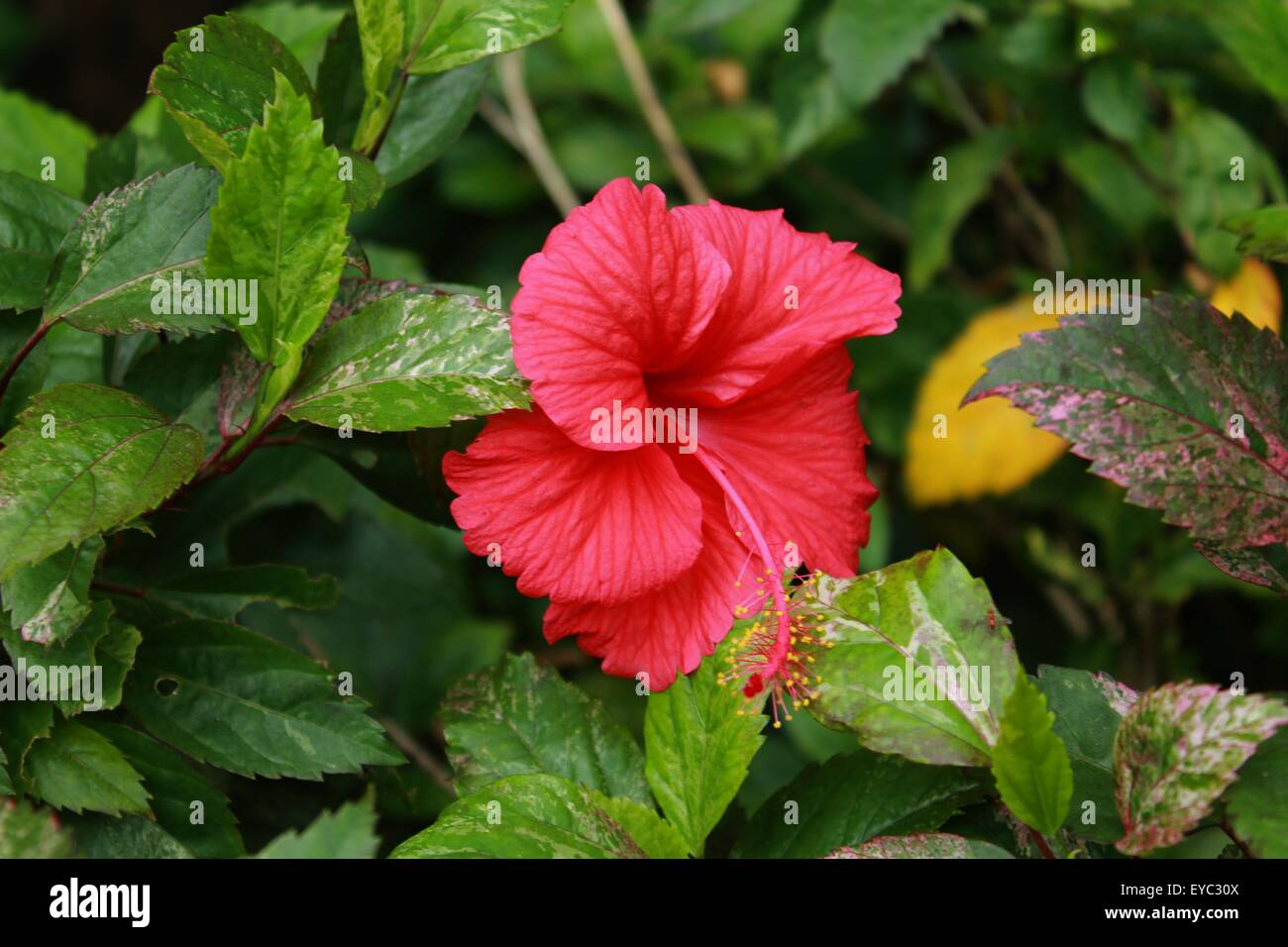 Gumamela Blume Stockfoto