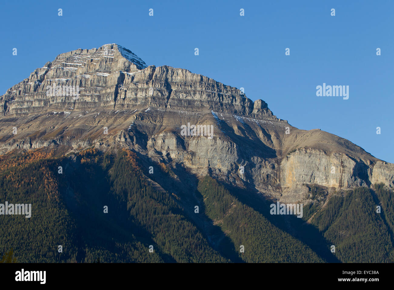 Lärche und Fichte, kanadischen Rocky Mountains, Banff National Park, Alberta, Kanada Stockfoto