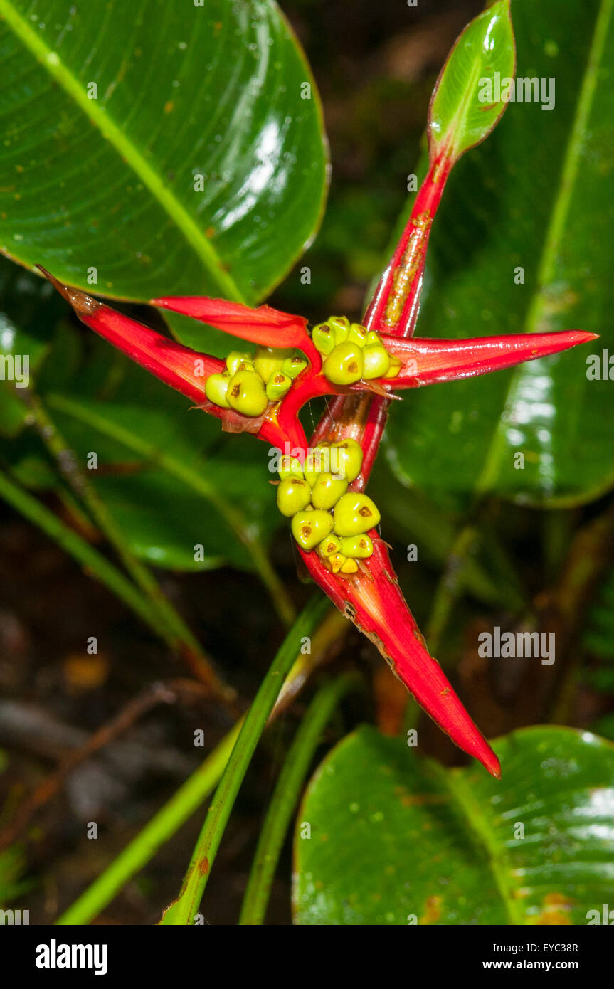 Heliconia Psittacorum, Papagei den Schnabel, Monteverde, Costa Rica Stockfoto