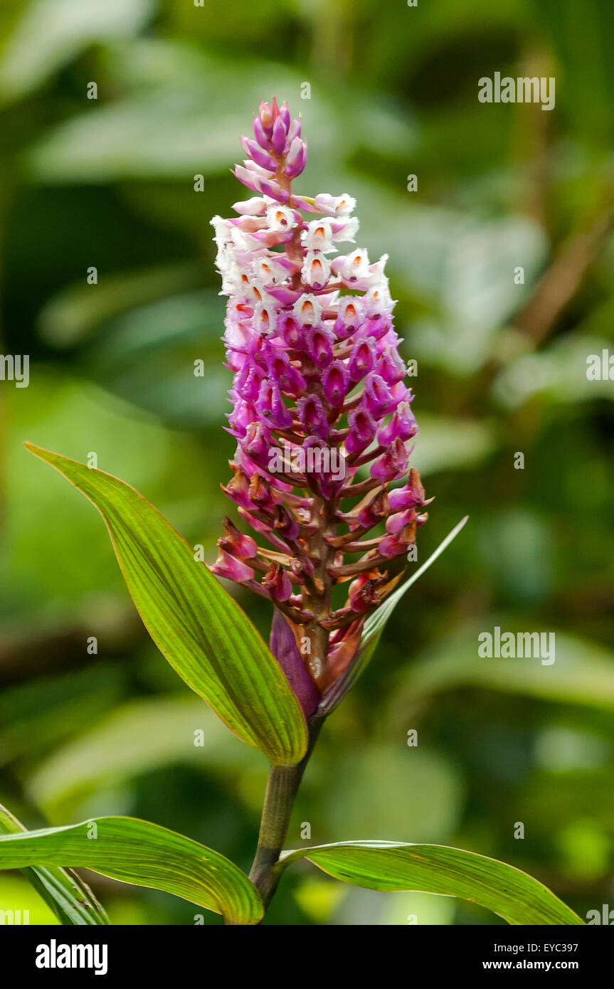 Elleanthus Robustus, robuste Elleanthus in Monteverde, Costa Rica Stockfoto