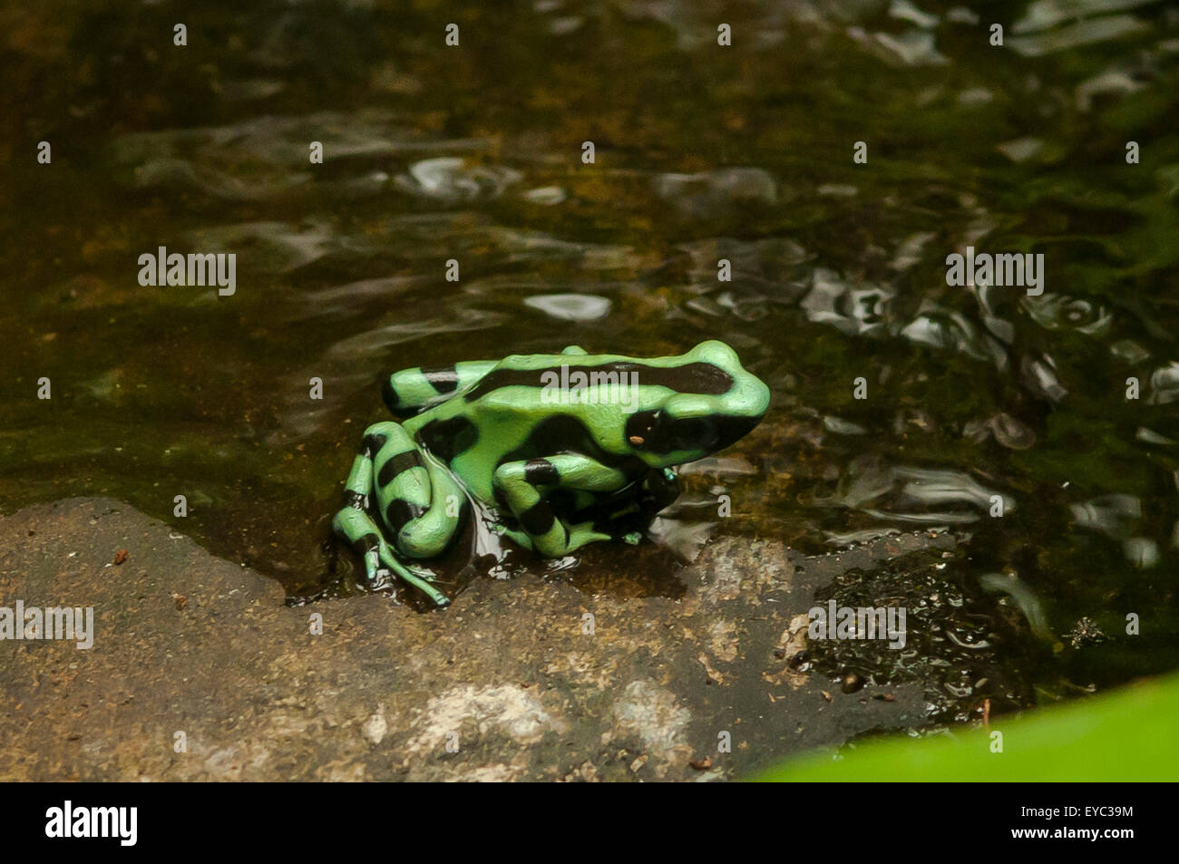Dendrobates Auratus, grün und schwarz Poison Frog, La Paz Wasserfall Gärten, Costa Rica Stockfoto
