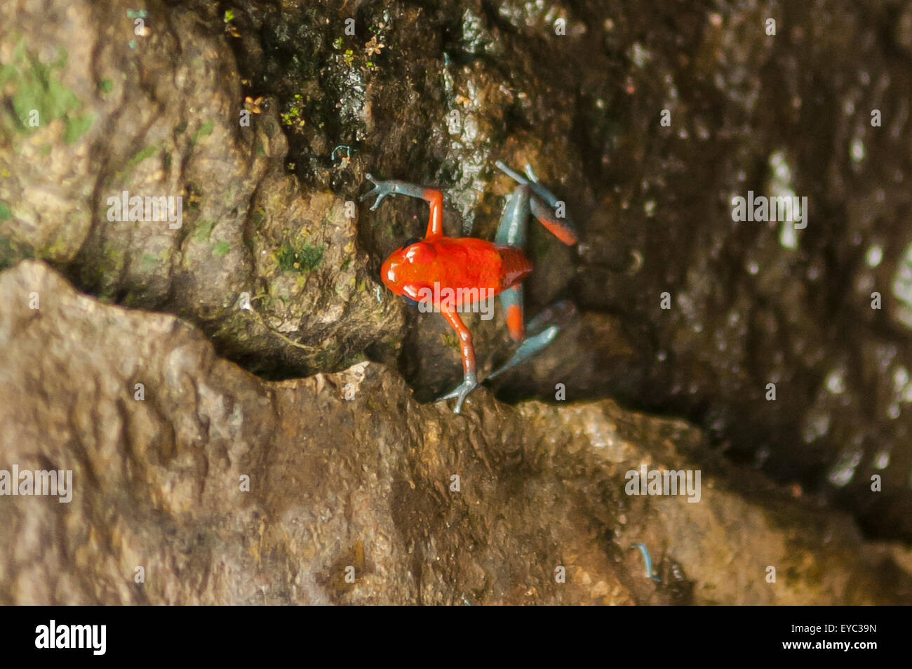 Oophaga Pumilio, Strawberry Poison Dart Frog, La Paz Wasserfall Gärten, Costa Rica Stockfoto