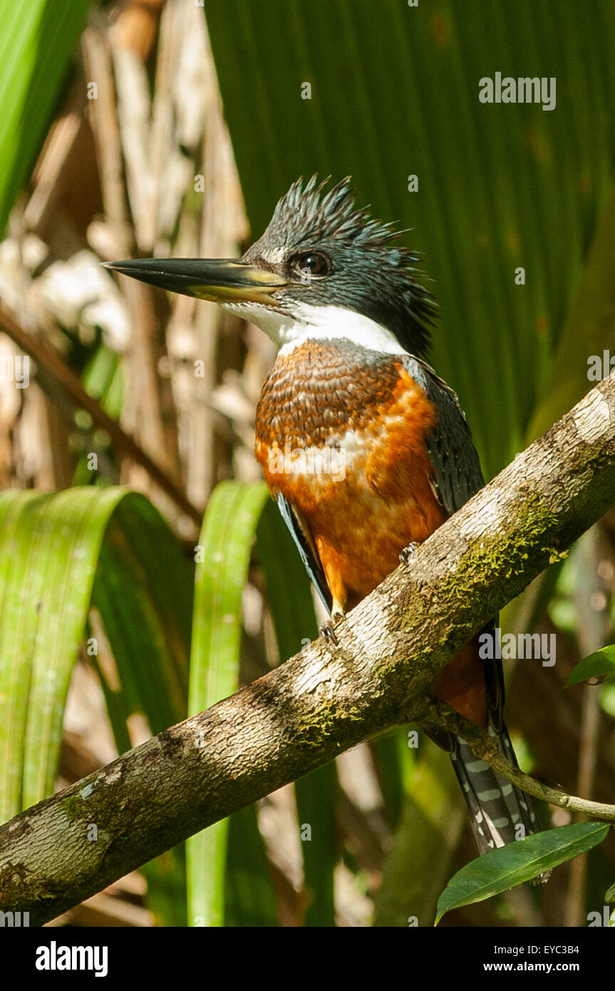 Männliche grüne Kingfisher, Tortuguero Stockfoto