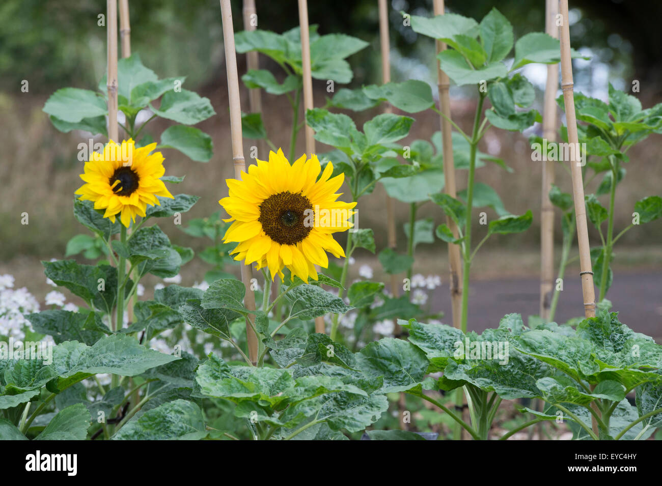 Helianthus Annuus. Bambusstöcke Sonnenblumen "Happy Face" zu unterstützen Stockfoto