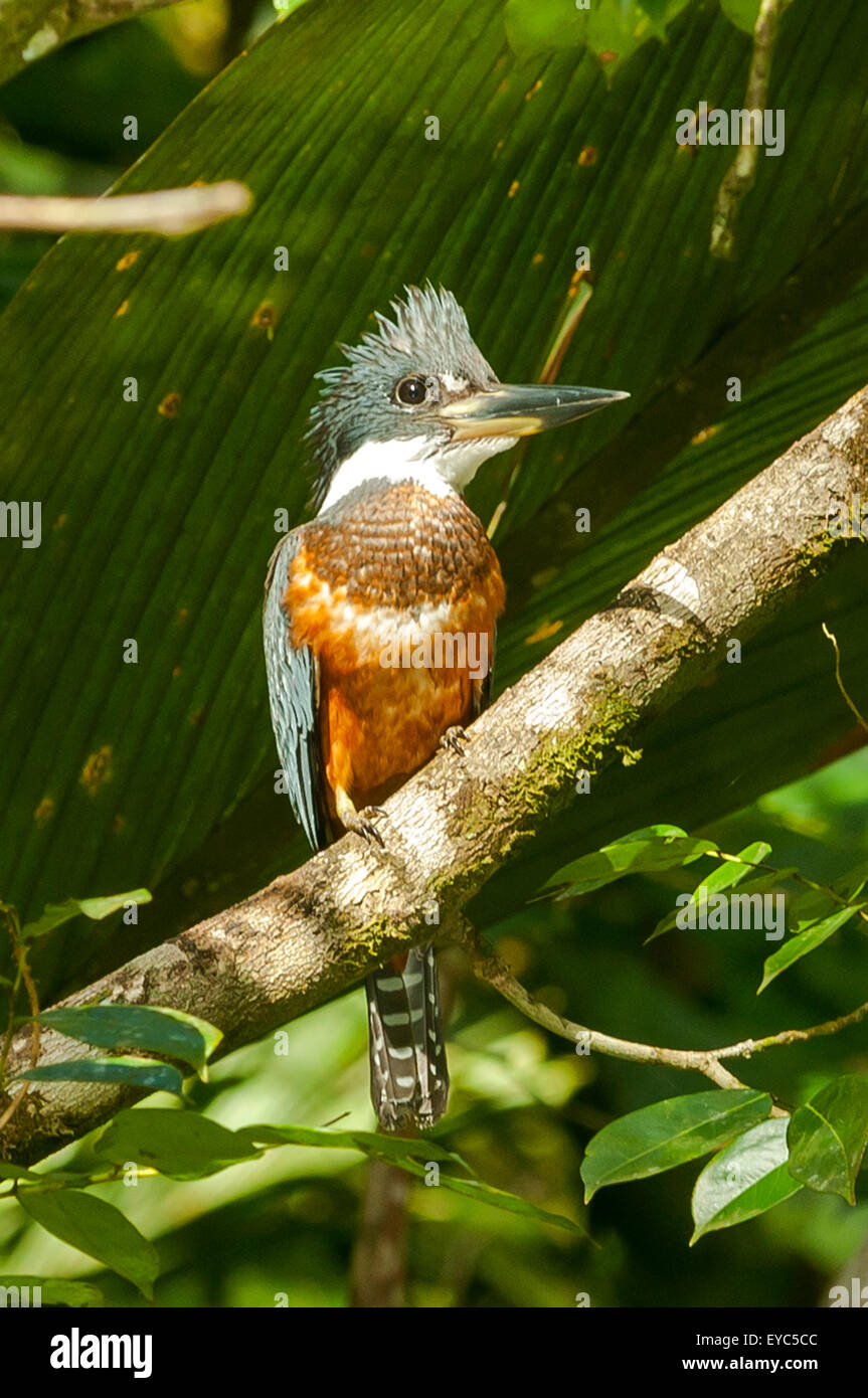 Männliche grüne Kingfisher, Tortuguero, Costa Rica Stockfoto