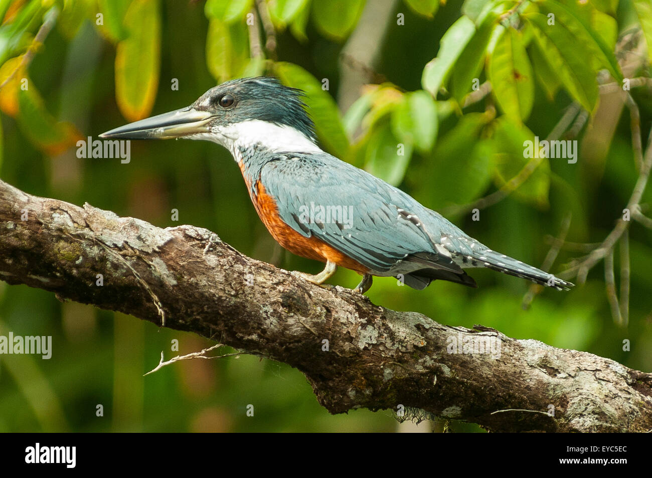 Männliche grüne Kingfisher, Tortuguero Stockfoto