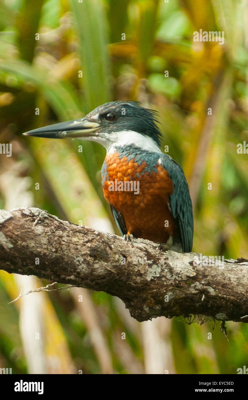 Männliche grüne Kingfisher, Tortuguero Stockfoto