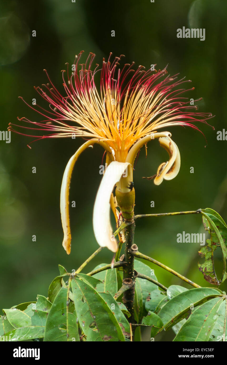 Pachira Aquatica, Malabar Kastanie, Tortuguero, Costa Rica Stockfoto