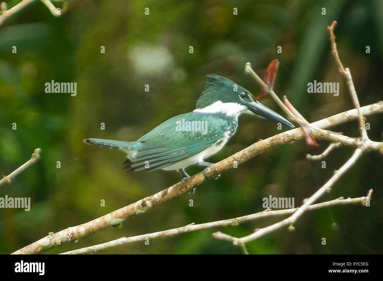 Weibliche grüne Kingfisher, Tortuguero Stockfoto