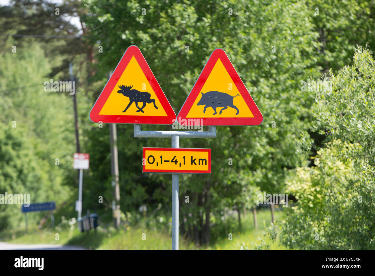 Warnung vor Wildschweinen und Elche auf der Straße Stockfoto