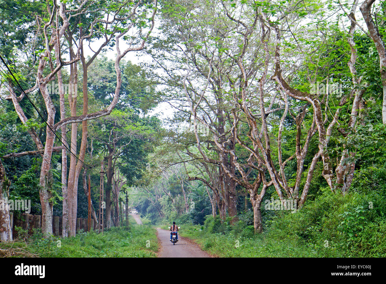 Motorrad Überschrift durch Cuc Phuong Nationalpark Stockfoto