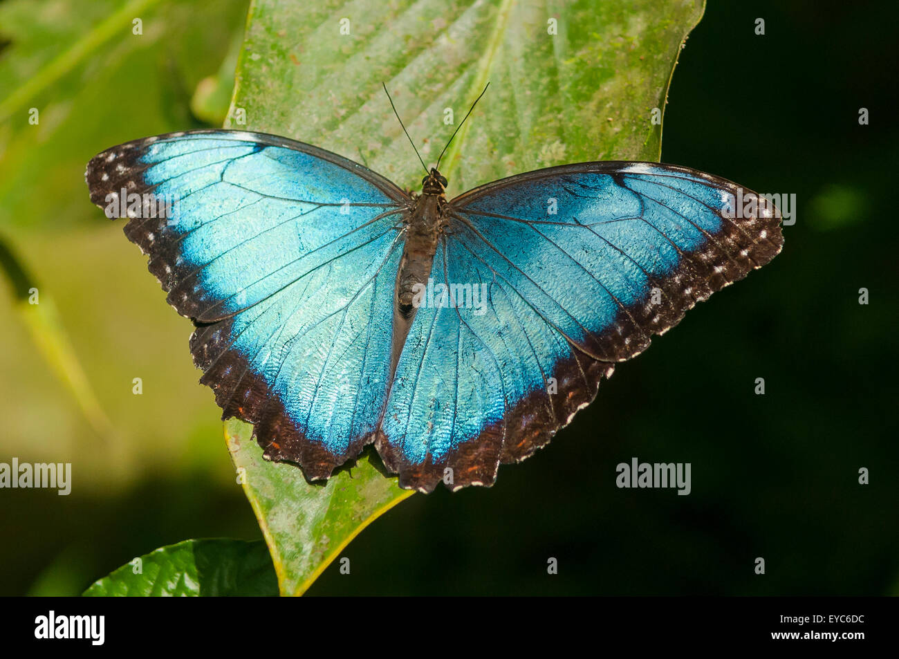 Morpho Peleides, Blue Morpho Butterfly, Tortuguero, Costa Rica Stockfoto