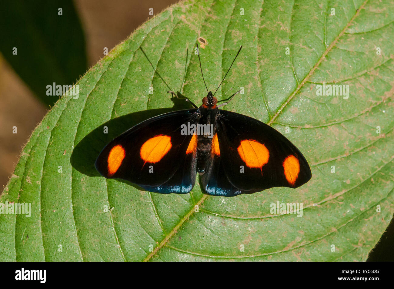 Catenephele Numilia, Ampel Catone Butterfly, La Paz Wasserfall Gärten, Costa Rica Stockfoto