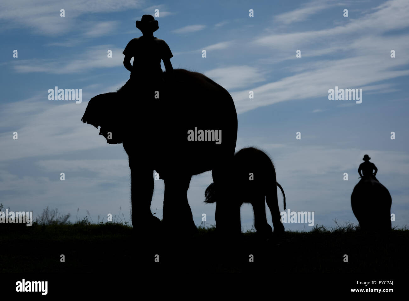 Mahouts reiten Elefanten im Sumatran Elefantenrehabilitationszentrum, silhouettiert vor hellem Himmel. Way Kambas National Park, Indonesien. Stockfoto