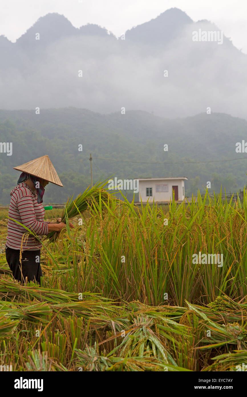 Ernten von Reis in Mai Chau Stockfoto