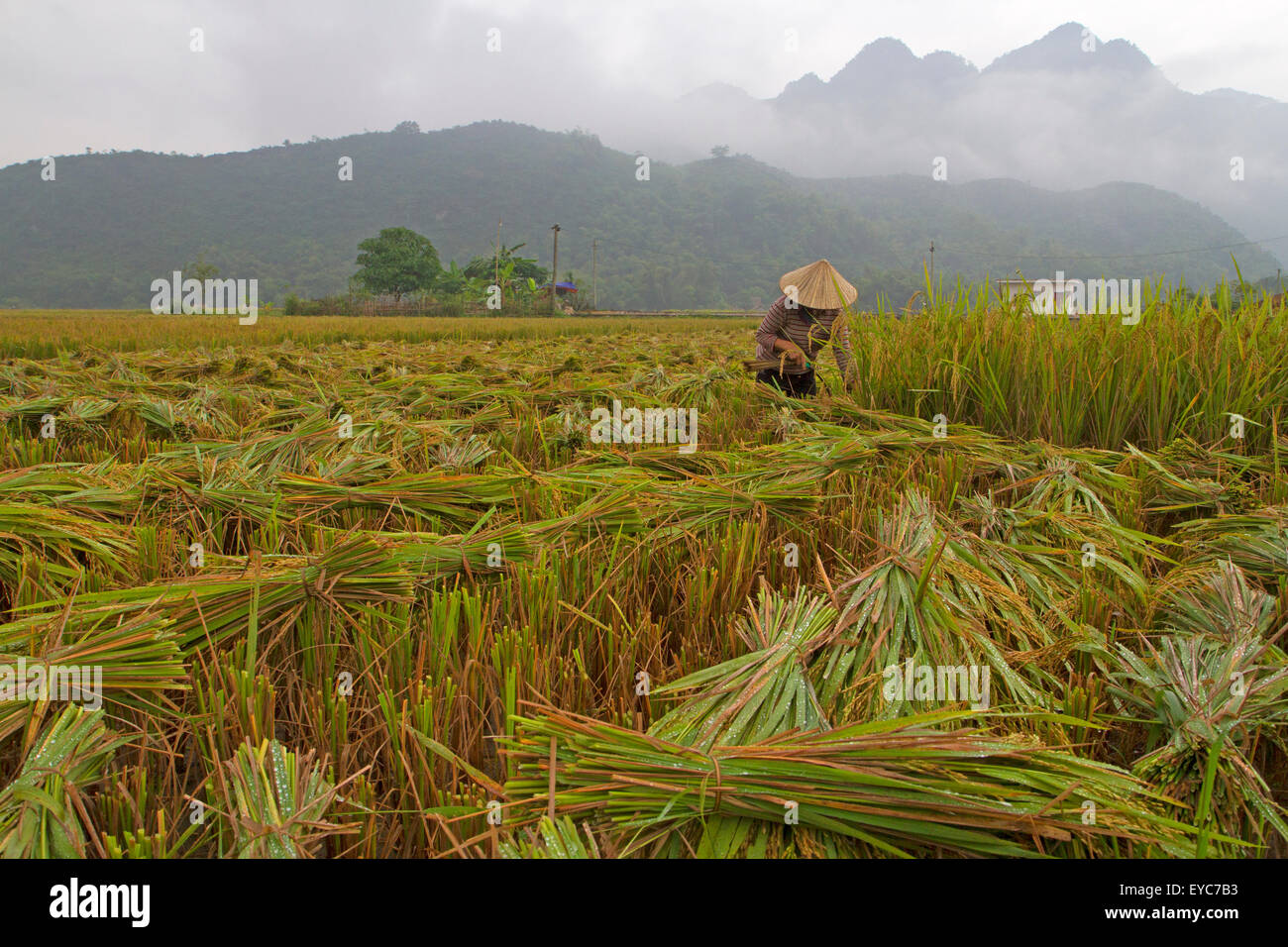 Ernten von Reis in Mai Chau Stockfoto