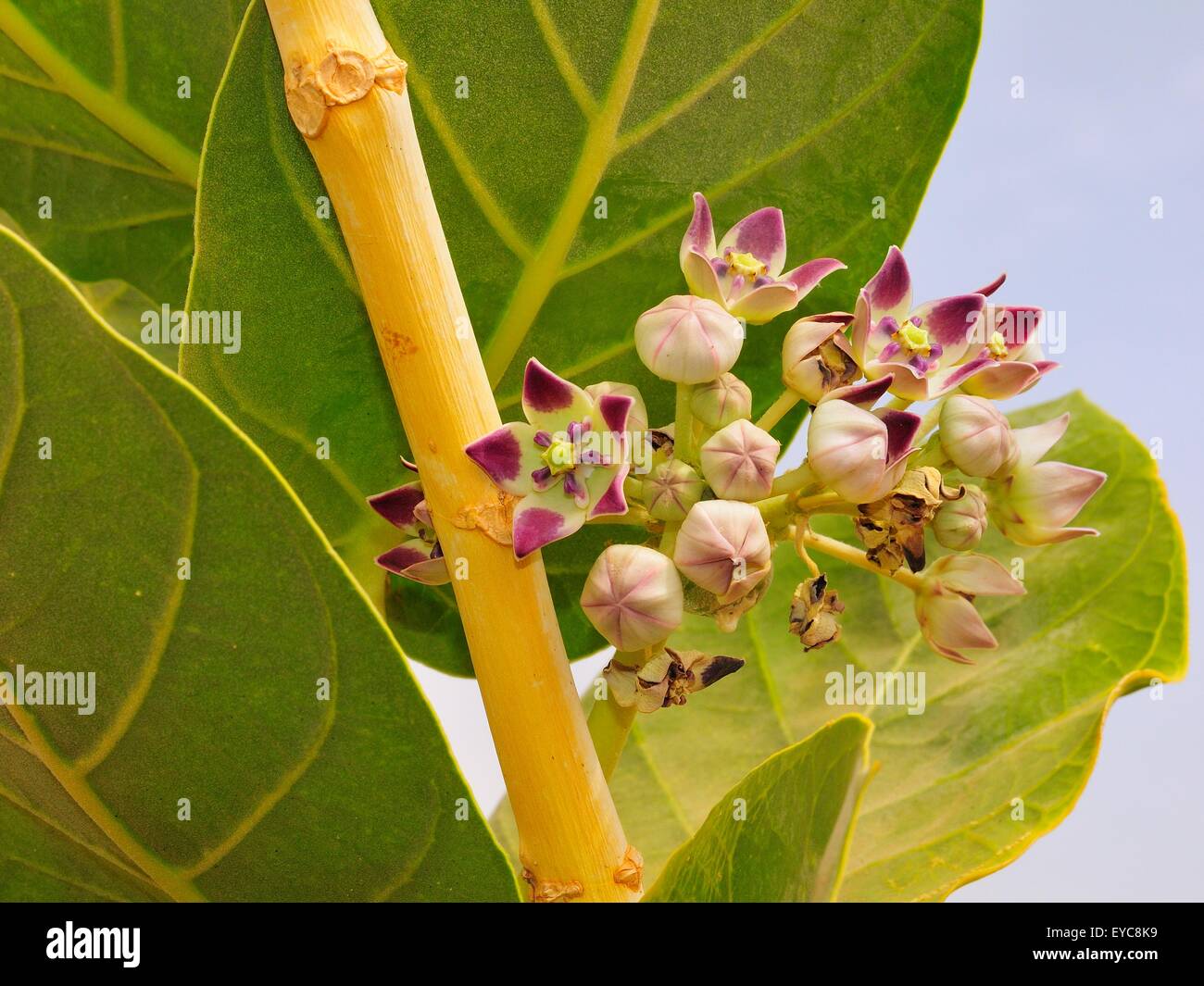 Blühende Wüstenpflanze Apple von Sodom (Calotropis Procera), Moudjeria, Tagant Region, Mauretanien Stockfoto