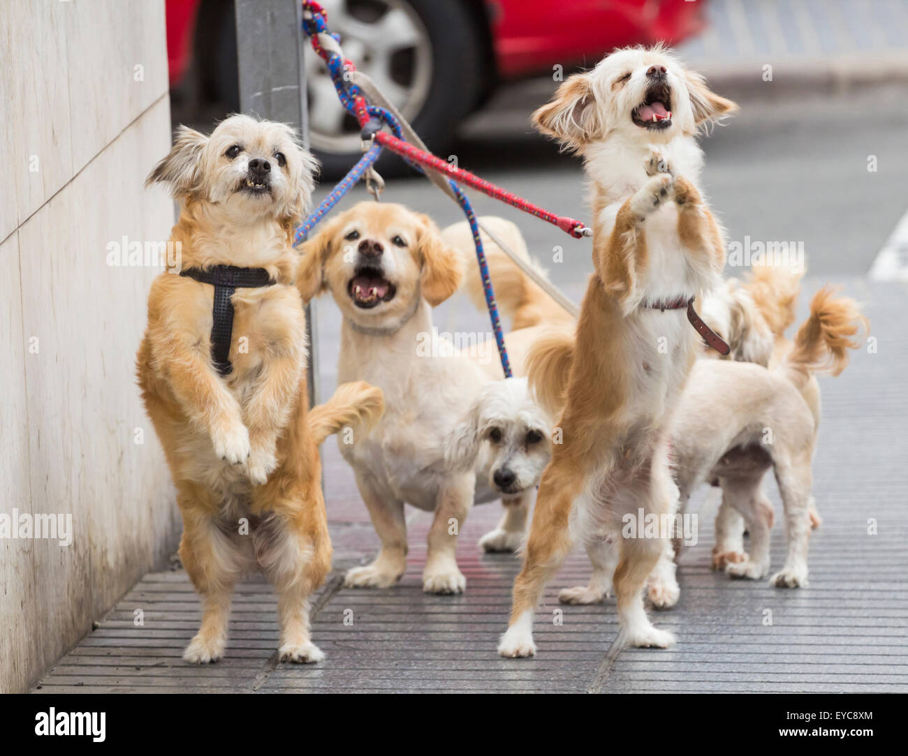 Bildserie zeigt Hunde animierte Ausdrücke und Reaktionen, wie sie für Eigentümer außerhalb Shop warten. Suche ajd 123 alle Bilder zu sehen. Stockfoto