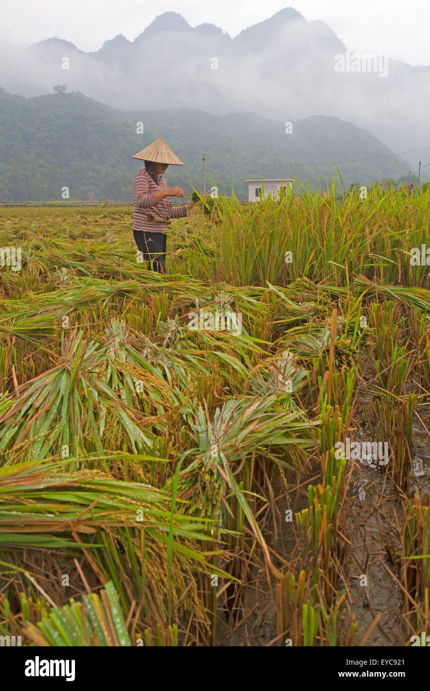 Ernten von Reis in Mai Chau Stockfoto