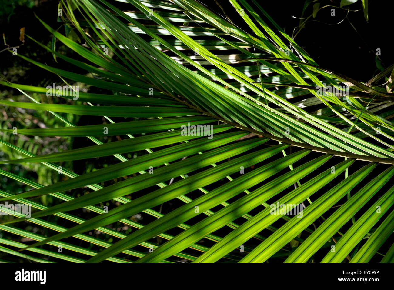 Waitekere Range Park, Auckland, Neuseeland Stockfoto