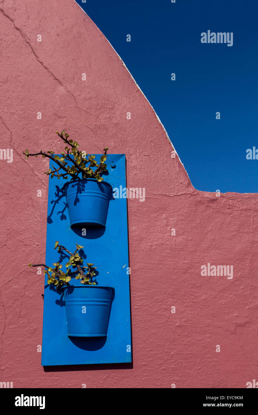 Crassula in blauen Töpfen, Firostefani, Santorini, Cyclades, griechische Inseln, Griechenland Stockfoto