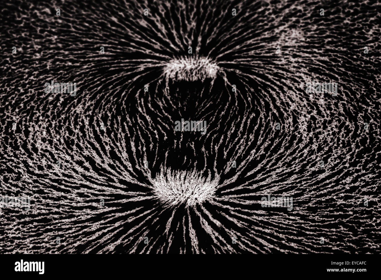 Anziehung und Abstoßung Eisen-Metall-Partikel richten sich entlang der magnetischen Feldern Linien erstellt durch einen Balken Magnet unsichtbar zu sehen Stockfoto