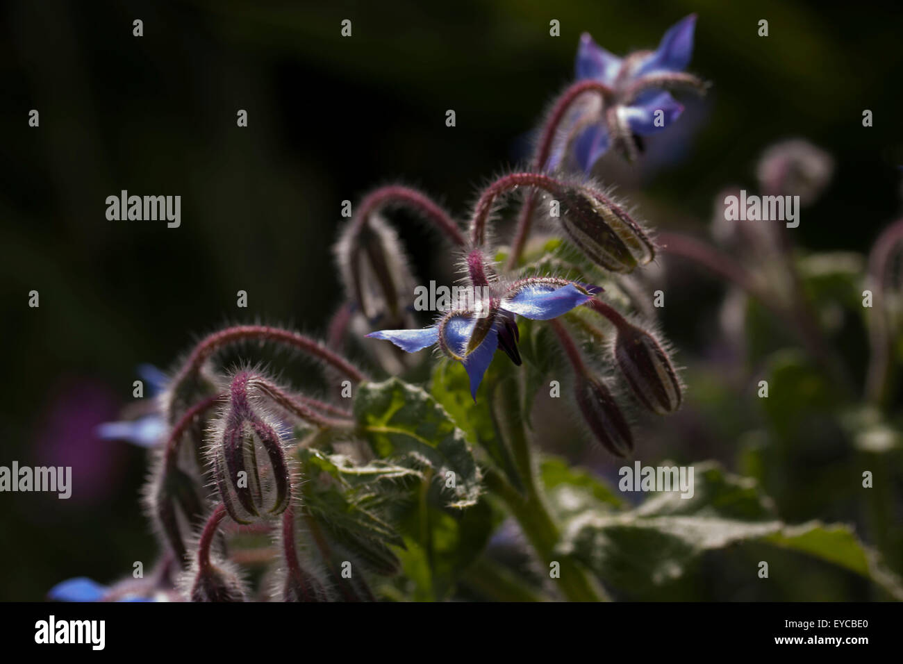 Borretsch (Borrango Officinalis) Pflanzen und Blumen zeigen behaarte Stiele Stockfoto