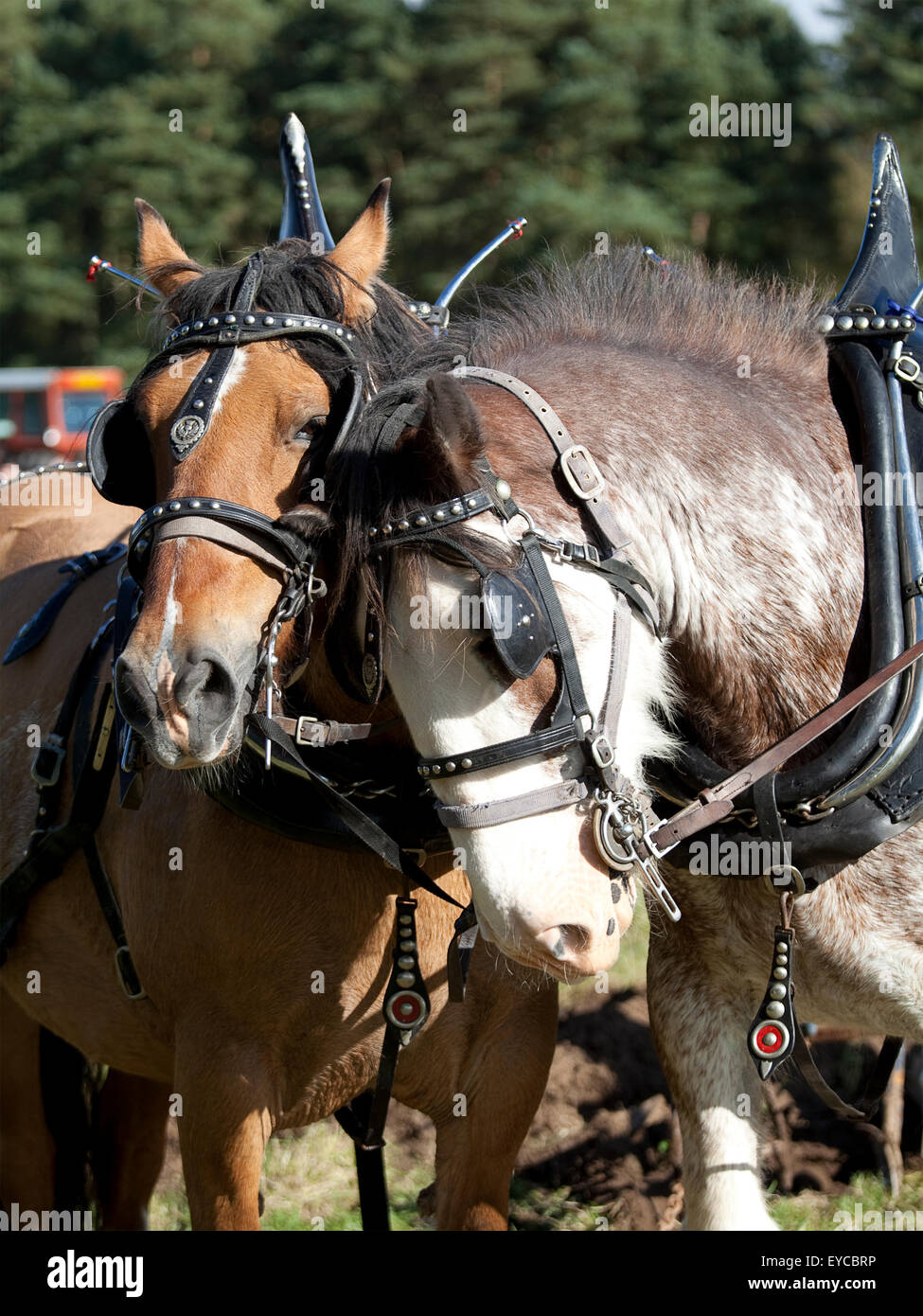 Ein paar der Clydesdale-Pferde in einem Vintage-Pflügen Demonstration in Aden Park in Mintlaw, Schottland Stockfoto