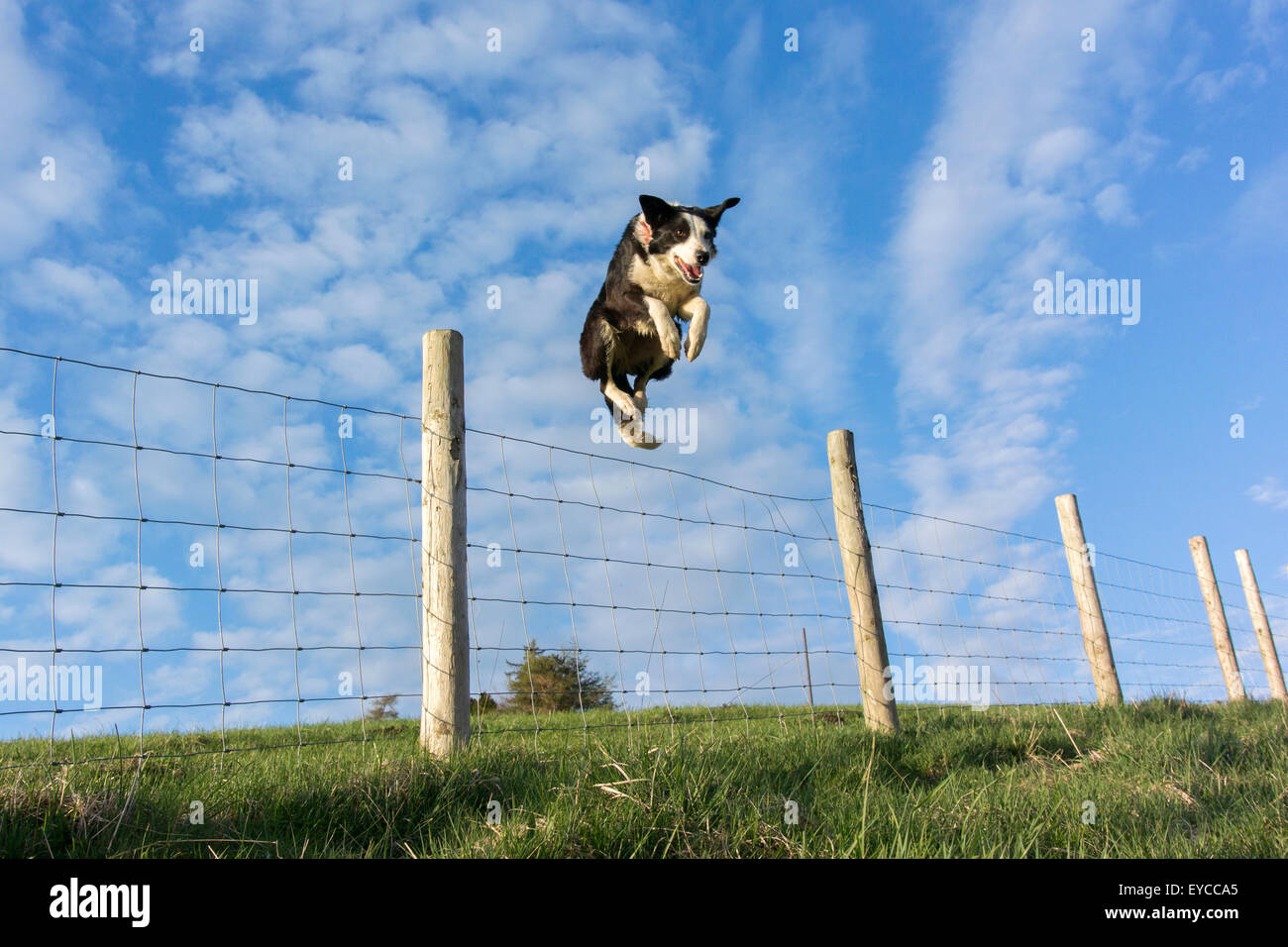 Hund sprungzaun Fotos und Bildmaterial in hoher Auflösung Alamy