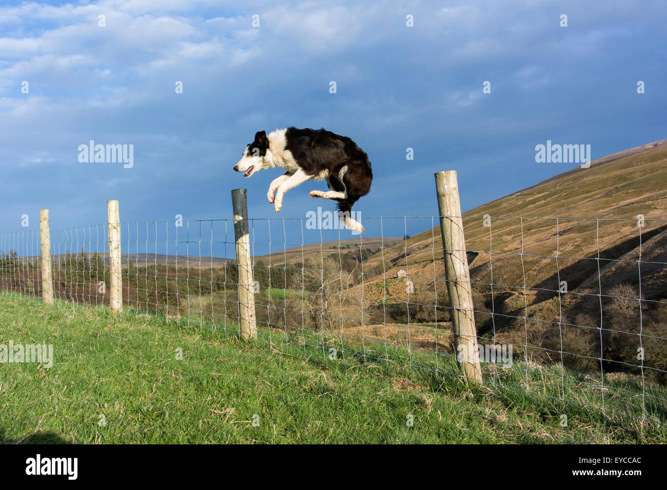 BorderCollieSchäferhund springen über einen Draht Zaun, Cumbria, UK