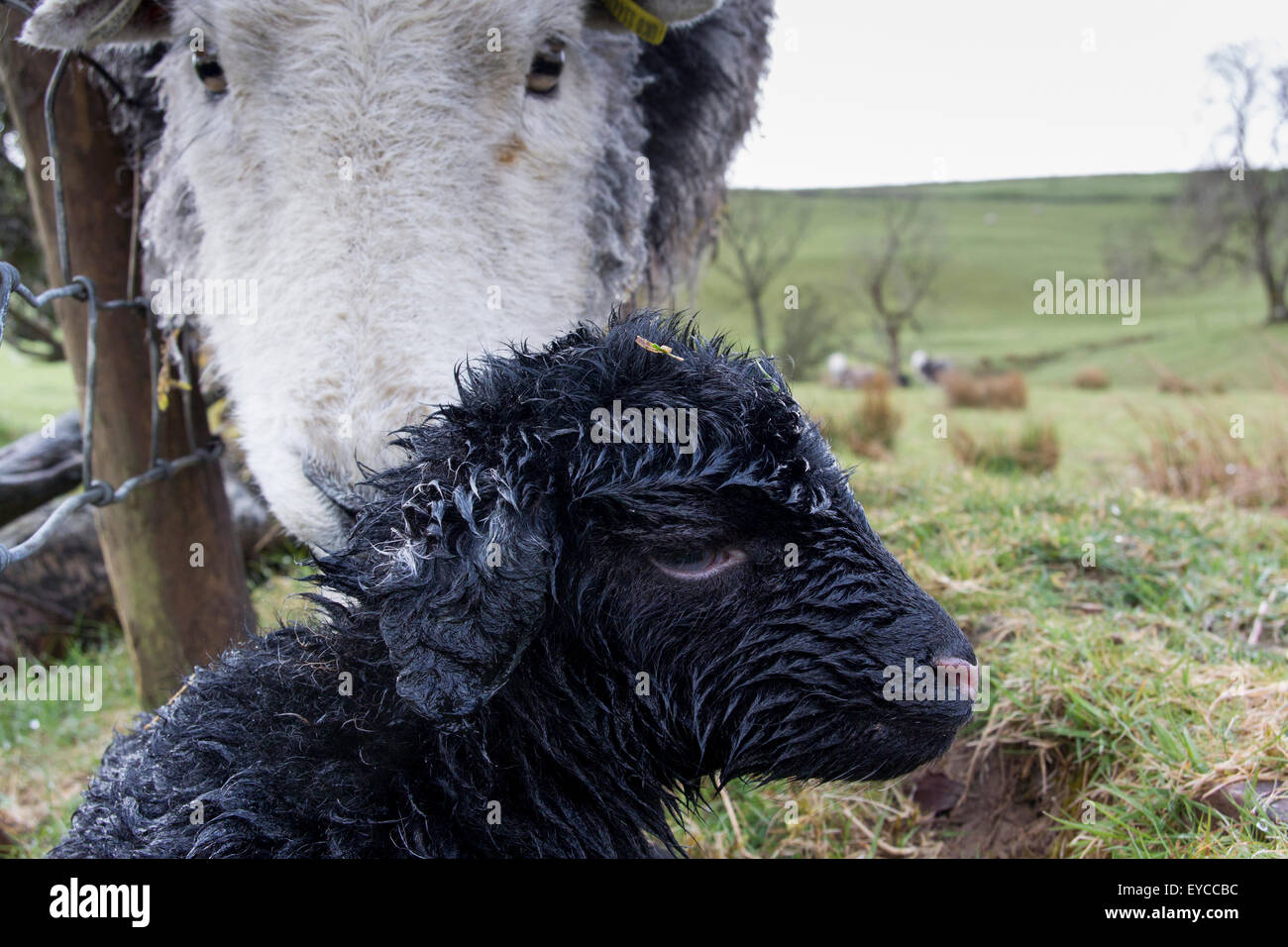 Herdwick Schaf mit Neugeborenen Lämmern, Cumbria, UK Stockfoto