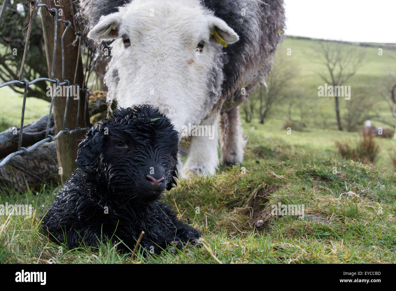 Herdwick Schaf mit Neugeborenen Lämmern, Cumbria, UK Stockfoto