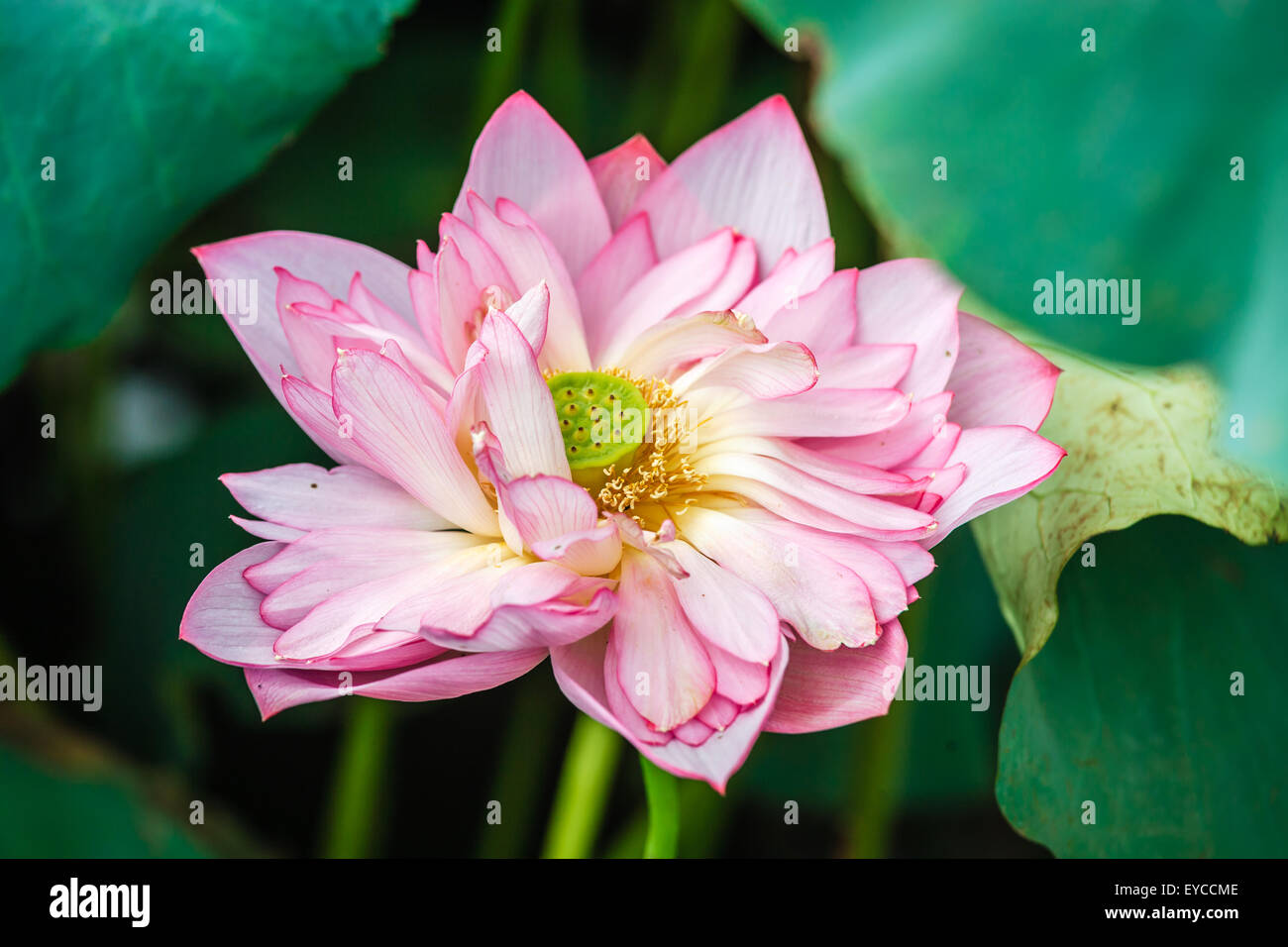 Lotus im Teich in Hanoi, Vietnam Stockfoto
