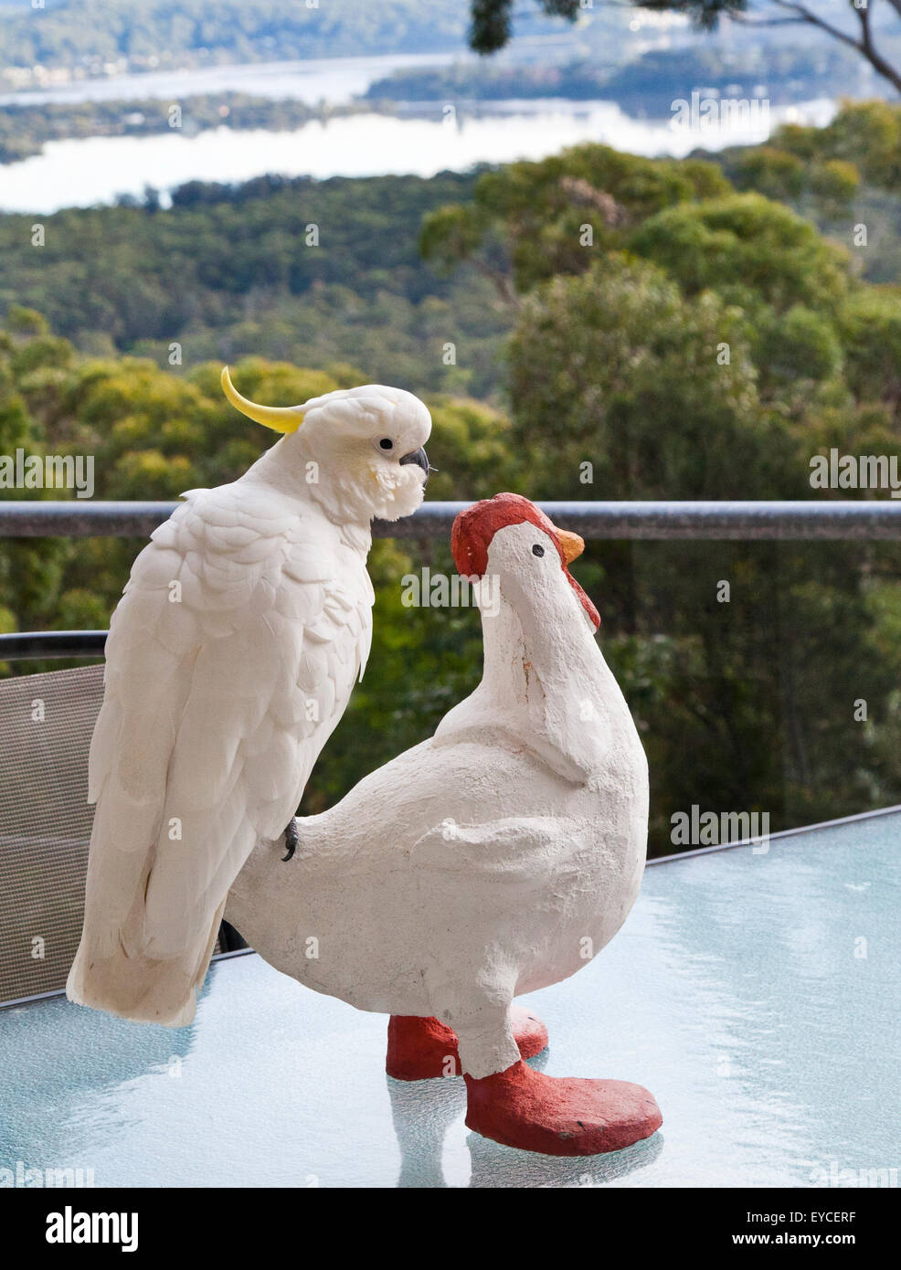 Kakadu vgel -Fotos und -Bildmaterial in hoher Auflsung  Alamy