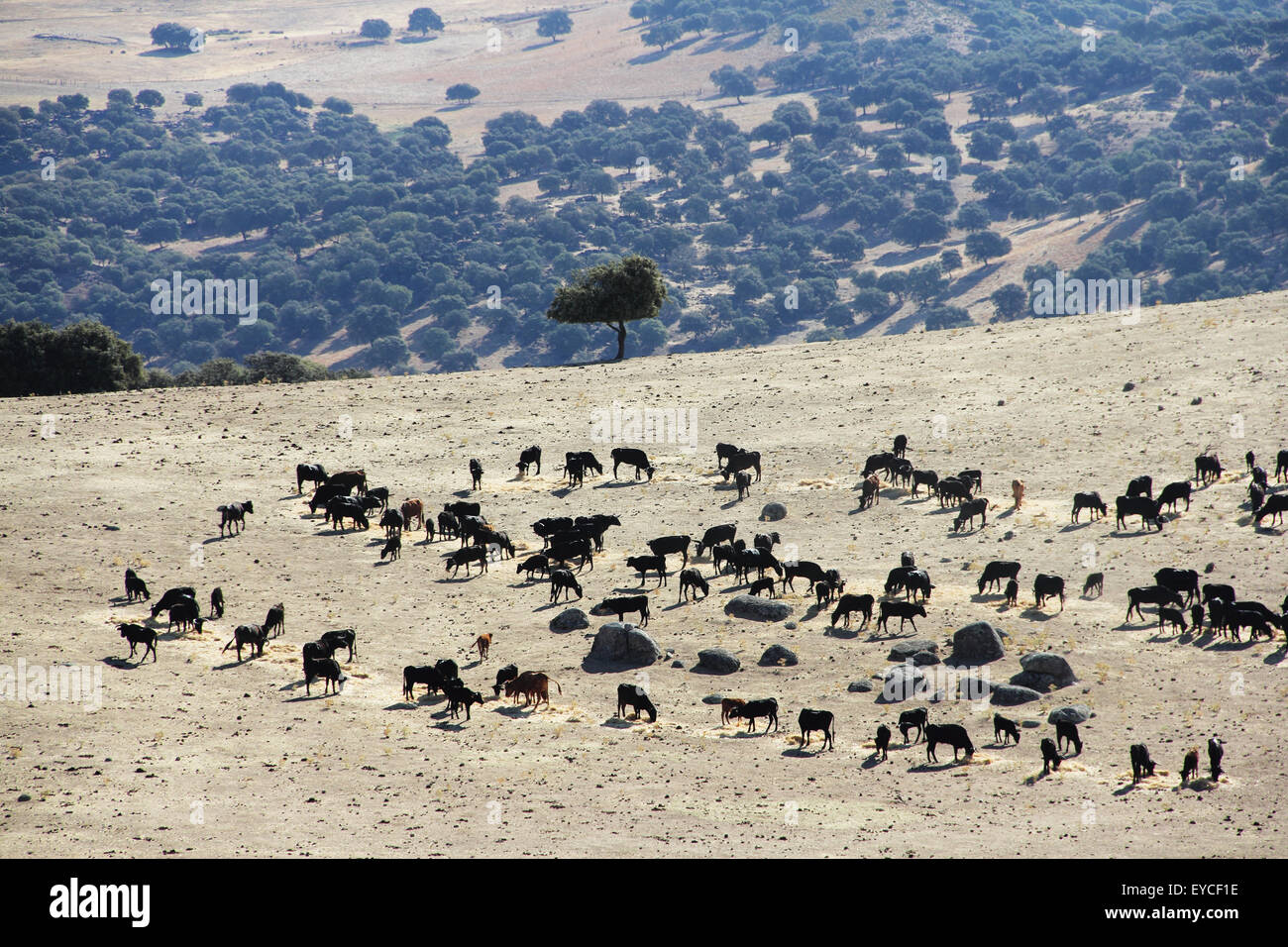 Herde von reinrassigen Bullen auf der schönen spanischen Weide Stockfoto