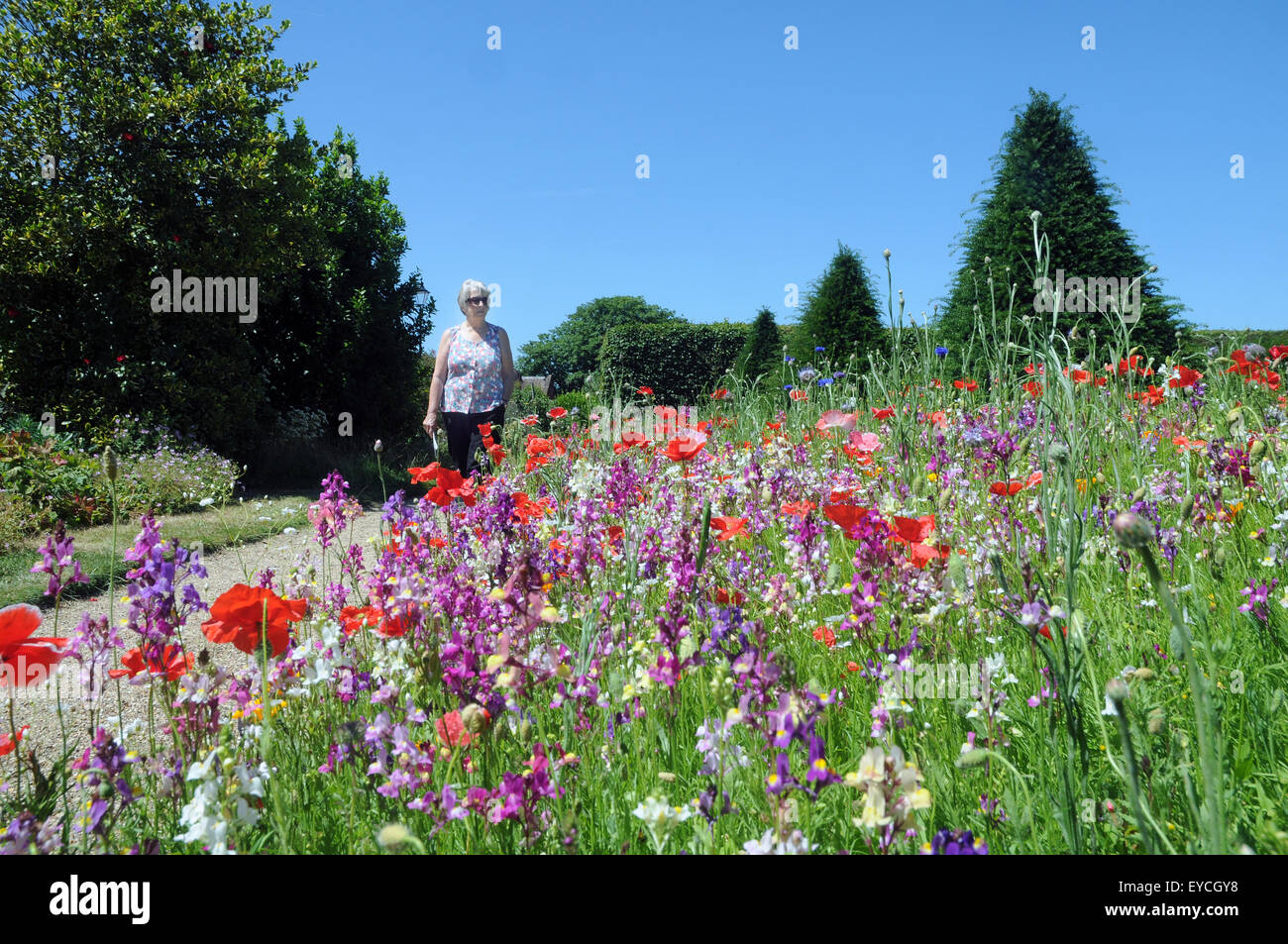 07.11.2015 wilde Blumen in den Gärten von Arundel Castle Arundel Castle, West Sussex wurde am Ende des 11. Jahrhunderts gegründet Stockfoto
