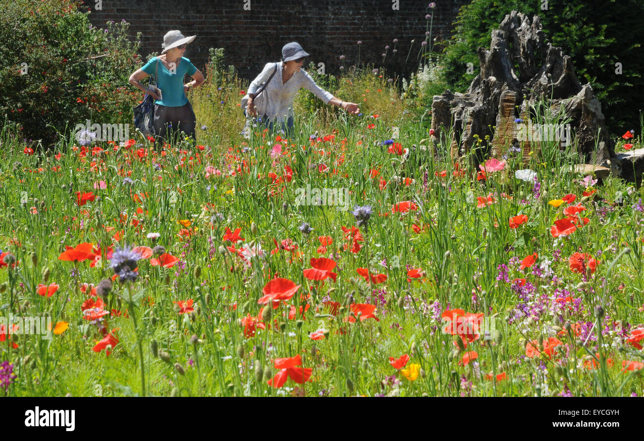 07.11.2015 Besucher bewundern die Wildblumen auf dem Gelände des Arundel Castle. Arundel Castle, West Sussex wurde am Ende gegründet. Stockfoto