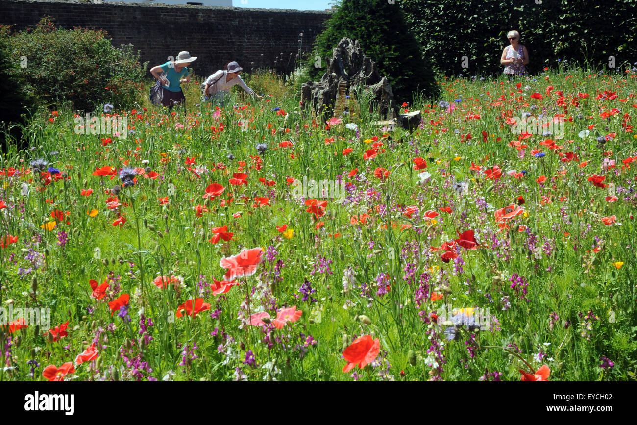 Die Gärten von Arundel Castle 07.11.2015 Besucher bewundern die wilden Blumen. Arundel Castle, West Sussex wurde am Ende gegründet. Stockfoto