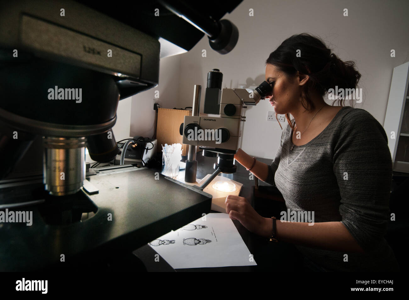 Eine junge weibliche Meeresbiologe unter Verwendung eines Mikroskops, Tintenfisch Larve zu studieren Stockfoto