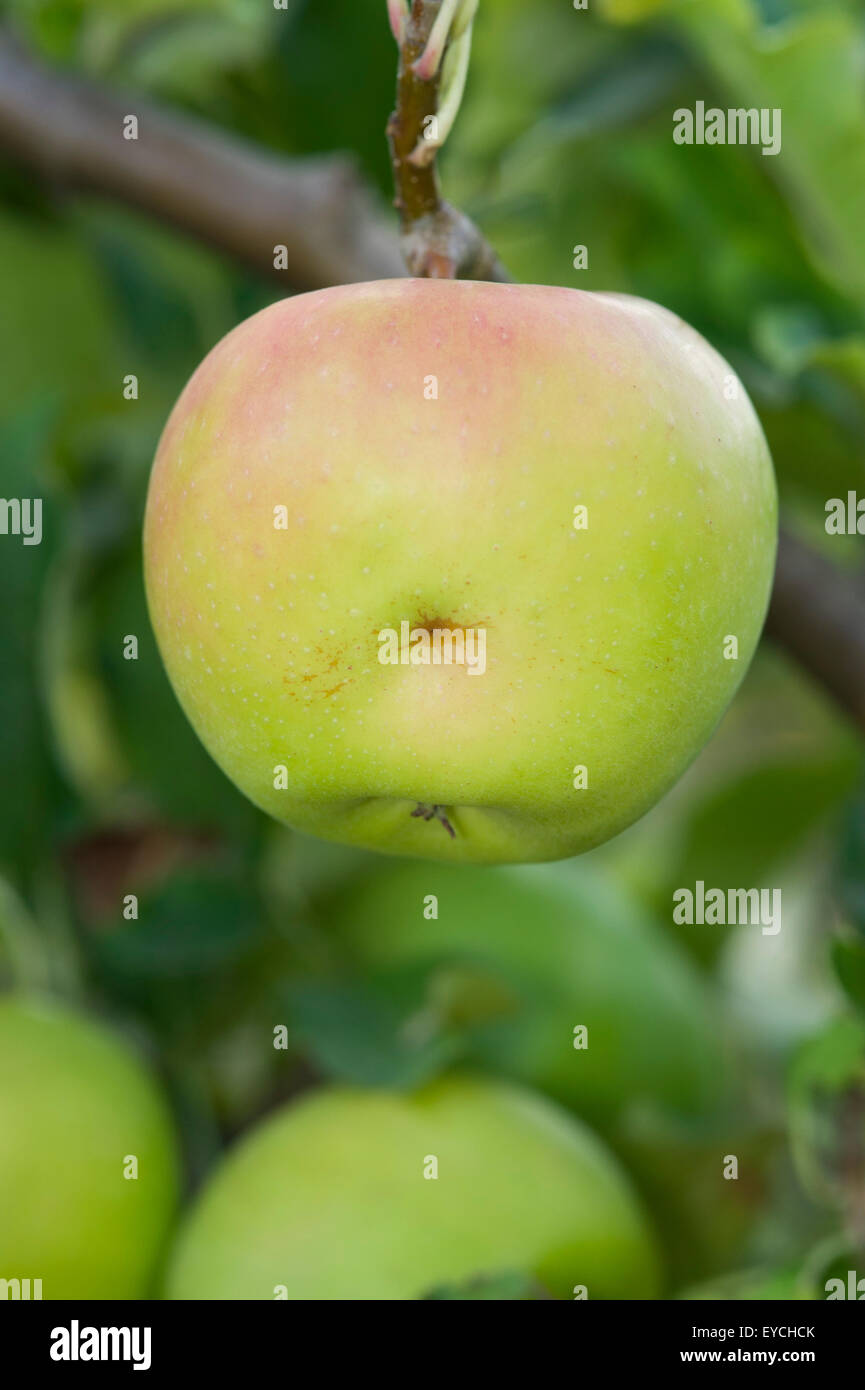 Apple Dellen Fehler Schaden an Apple in einem Bio-Apfel-Obstgarten Stockfoto