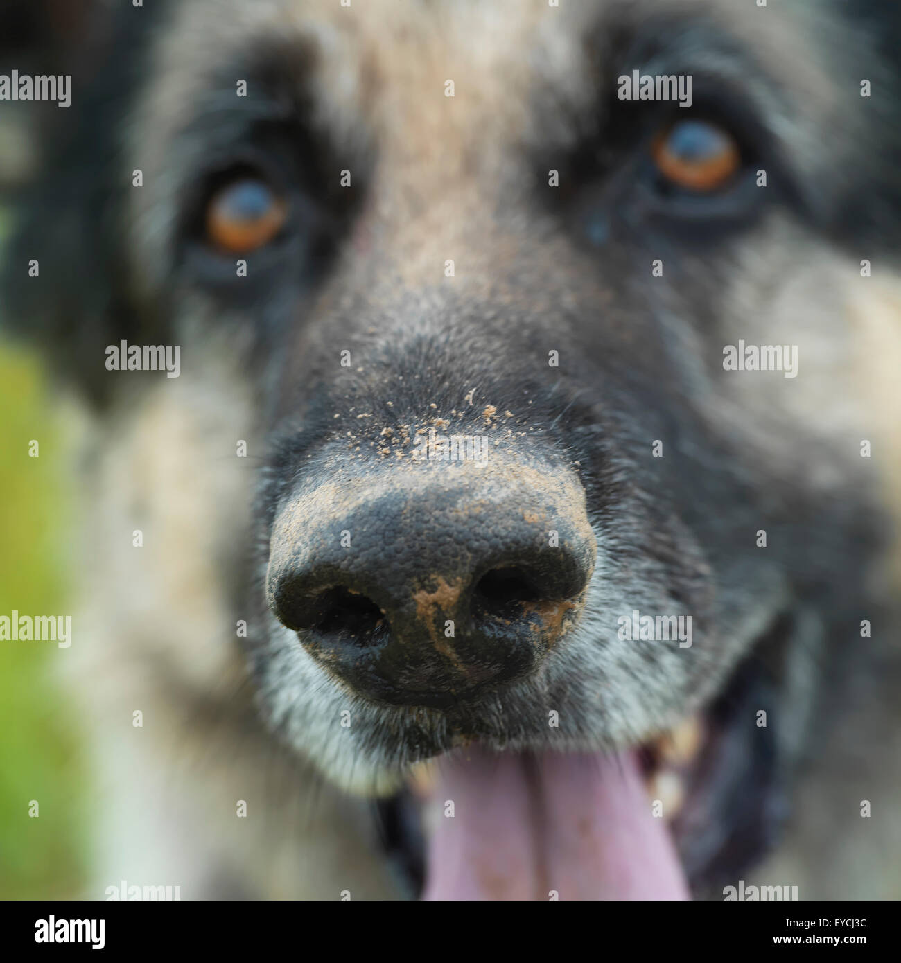 Schnauze Hund Nase Stockfoto