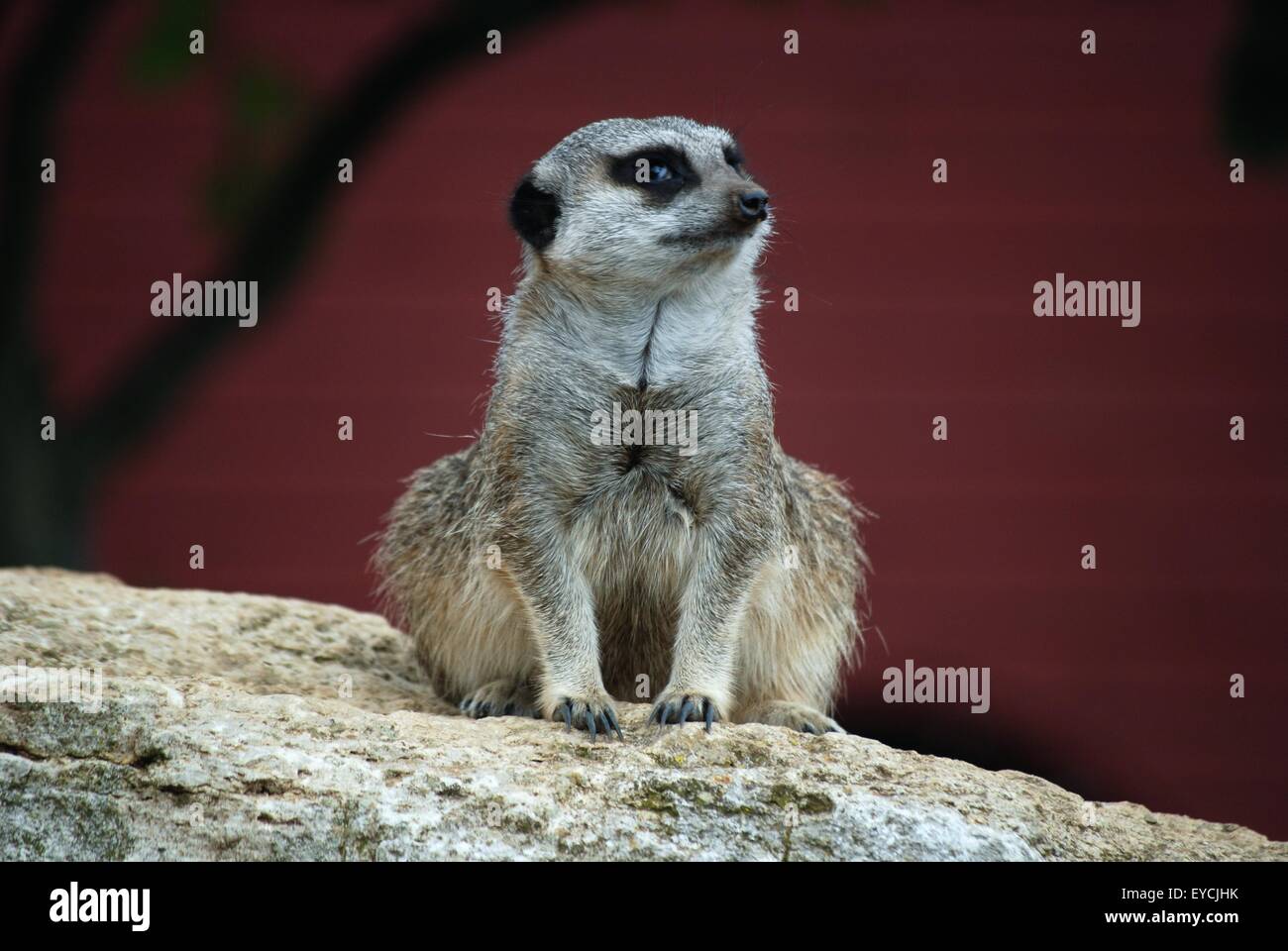 Erdmännchen auf einem roten Hintergrund sitzend, Marwell Zoo Stockfoto