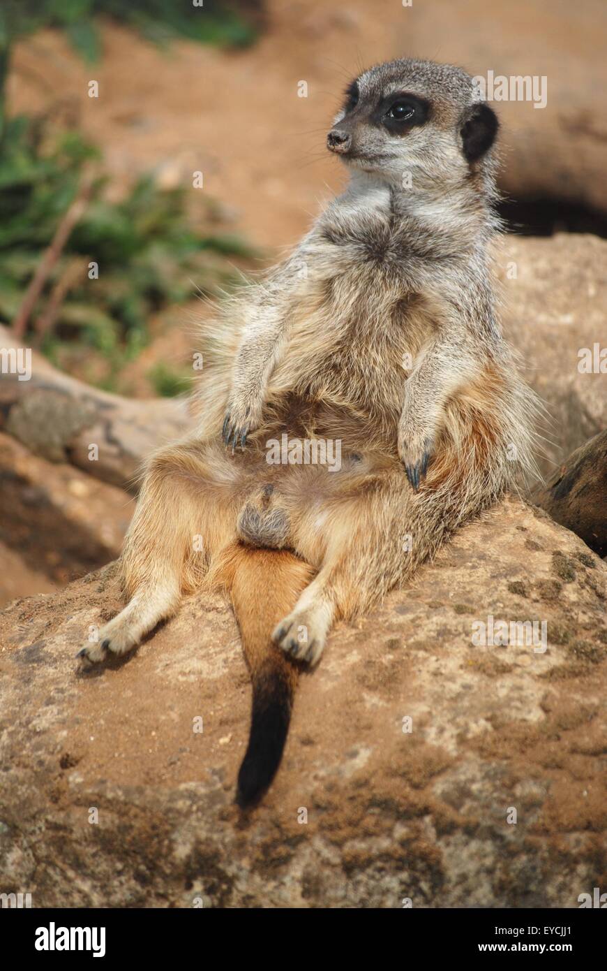Erdmännchen im Marwell Zoo, entspannt und entspannend Stockfoto
